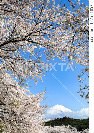 富士市岩本山公園の満開桜と富士山 122596857