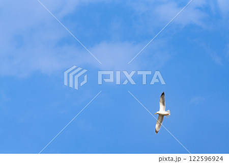 カモメ ｶﾓﾒ 海猫 122596924