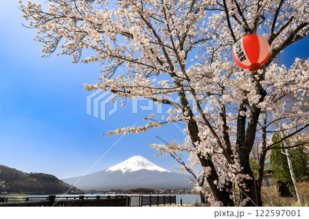 満開桜の河口湖畔から望む富士山　山梨県河口湖町 122597001
