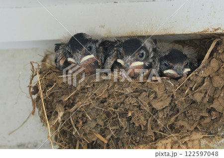 ツバメの巣 雛が3羽 野鳥 ツバメの巣 雛が3羽 野鳥 122597048