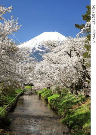 忍野八海散策路　新名庄川の満開桜と富士山　 122597456