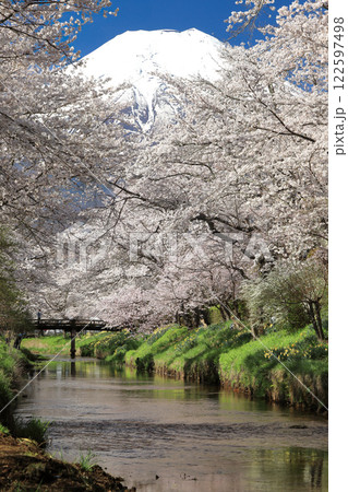 忍野八海散策路　新名庄川の満開桜と富士山　 122597498