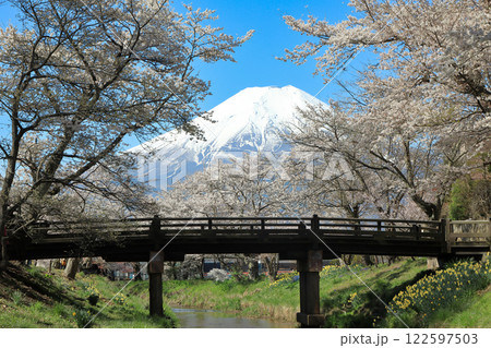 忍野八海散策路　新名庄川の満開桜と富士山　 122597503