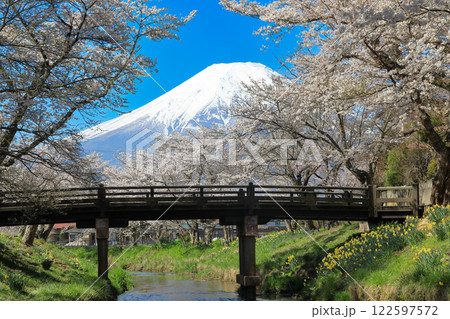 忍野八海散策路　新名庄川の満開桜と富士山　 122597572