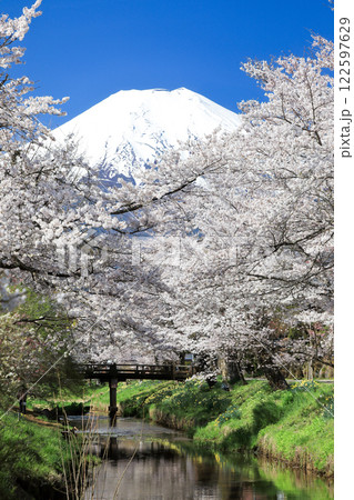 忍野八海散策路　新名庄川の満開桜と富士山　 122597629