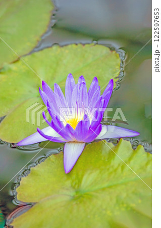 家の周りの草花 四季の色々 水生植物園の温室に美しいスイレンの花が咲きました 家の周りの草花 四季の色々 水生植物園の温室に美しいスイレンの花が咲きました 122597653