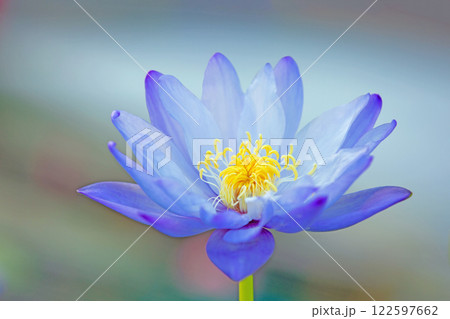 家の周りの草花 四季の色々 水生植物園の温室に美しいスイレンの花が咲きました 家の周りの草花 四季の色々 水生植物園の温室に美しいスイレンの花が咲きました 122597662