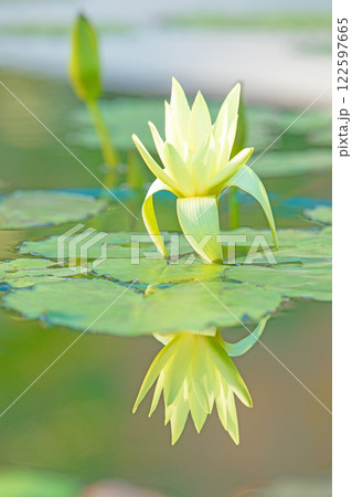 家の周りの草花　四季の色々　水生植物園の温室に美しいスイレンの花が咲きました　 122597665