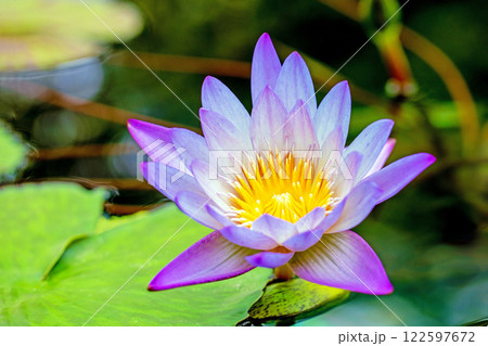 家の周りの草花　四季の色々　水生植物園の温室に美しいスイレンの花が咲きました　 122597672
