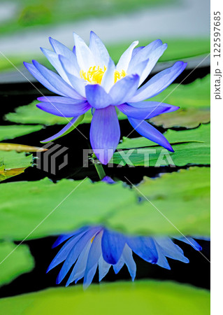 家の周りの草花　四季の色々　水生植物園の温室に美しいスイレンの花が咲きました　 122597685