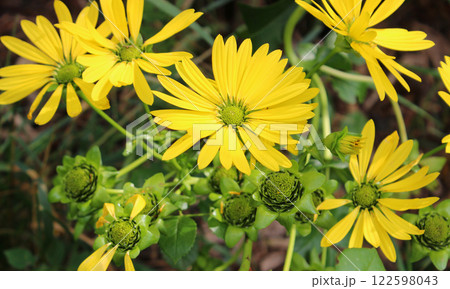 Cute Yellow Flowers And Soft Buds Of Flowering Plant 122598043
