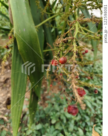 Ripe fruits of Dracaena Loureiri branch. Ripe fruits of Dracaena Loureiri branch. 122598081