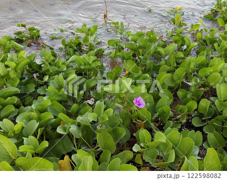 Beach Morning glory blooming on beach in Thailand. Beach Morning glory blooming on beach in Thailand. 122598082