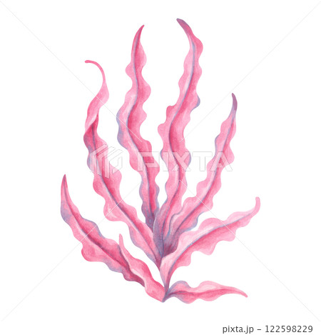 Pink underwater seaweed branch. Watercolor and marker illustration. Hand drawn isolated art. Marine botanical clipart of seaweed. Ocean flora shape. For ecology, travel themed. Kids room design. 122598229