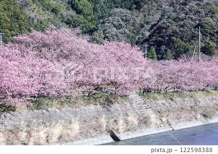 伊豆の早春の風景 満開の河津桜 静岡県川津町 伊豆の早春の風景 満開の河津桜 静岡県川津町 122598388