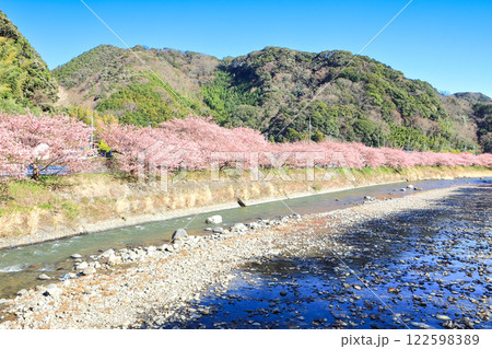 伊豆の早春の風景　満開の河津桜　静岡県川津町 122598389