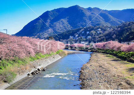 伊豆の早春の風景　満開の河津桜　静岡県川津町 122598394