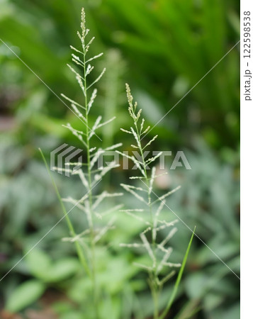closeup of green grass with dew drops closeup of green grass with dew drops 122598538