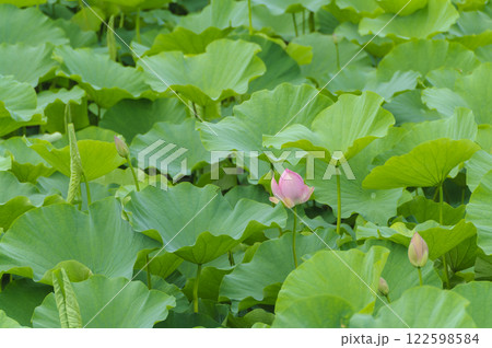 猿賀公園に咲く蓮の花　青森、平川市 122598584