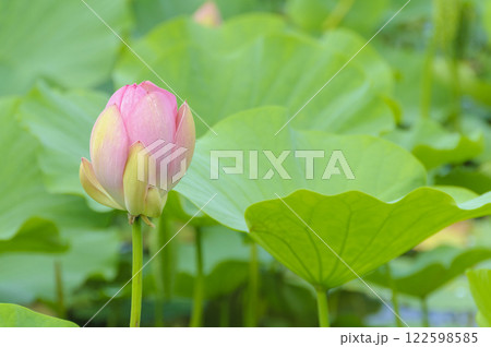猿賀公園に咲く蓮の花 青森、平川市 猿賀公園に咲く蓮の花 青森、平川市 122598585