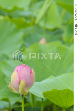 猿賀公園に咲く蓮の花　青森、平川市 122598586