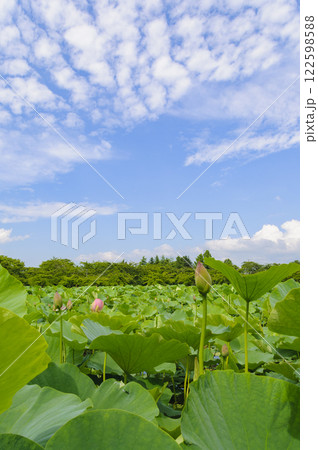 猿賀公園に咲く蓮の花 青森、平川市 猿賀公園に咲く蓮の花 青森、平川市 122598588