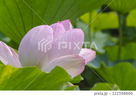 猿賀公園に咲く蓮の花 青森、平川市 猿賀公園に咲く蓮の花 青森、平川市 122598600