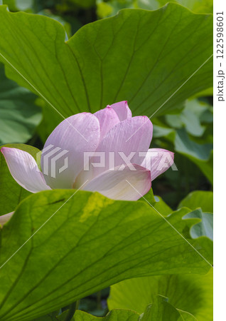 猿賀公園に咲く蓮の花　青森、平川市 122598601