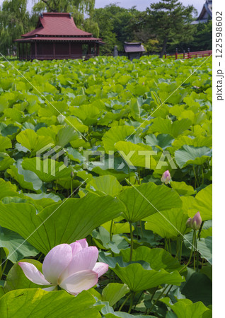 猿賀公園に咲く蓮の花 青森、平川市 猿賀公園に咲く蓮の花 青森、平川市 122598602