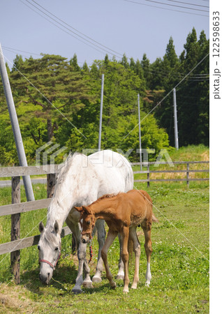 馬の親子 馬の親子 122598633