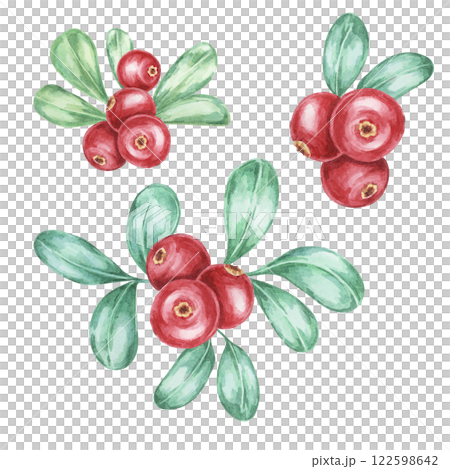 This set of watercolor illustrations includes various sprigs with red cranberries or lingonberry and green leaves. Suitable for eco-friendly branding, gift tags, festive packaging, and art prints. 122598642