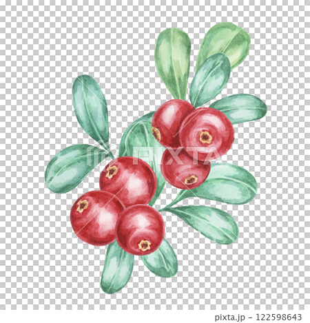 Sprigs of cranberries with vibrant red berries and soft green leaves in watercolor illustration. Lingonberry branches Great for creating seasonal cards, logos, and festive-themed product designs Sprigs of cranberries with vibrant red berries and soft green leaves in watercolor illustration. Lingonberry branches Great for creating seasonal cards, logos, and festive-themed product designs 122598643