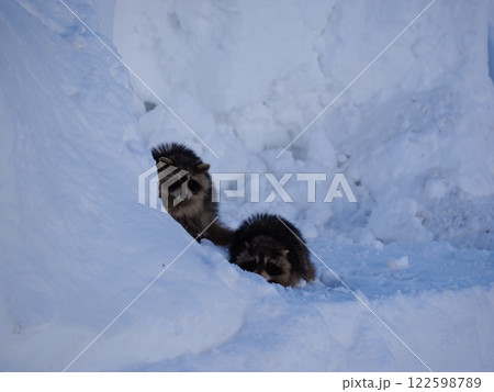 雪の中の二匹のエゾタヌキ 雪の中の二匹のエゾタヌキ 122598789