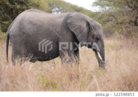 アフリカゾウ　サバンナでくつろぐ 122598853