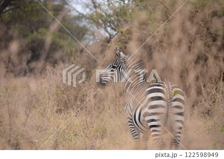 サバンナの草陰にシマウマ現る 122598949