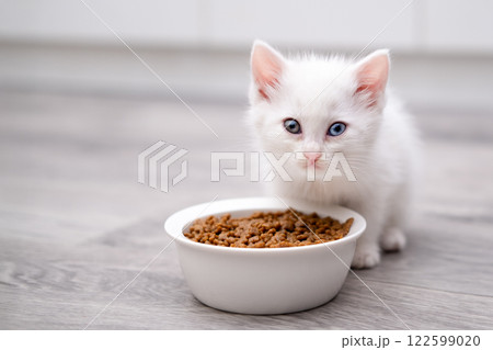 Cute white kitten on a light background Cute white kitten on a light background 122599020