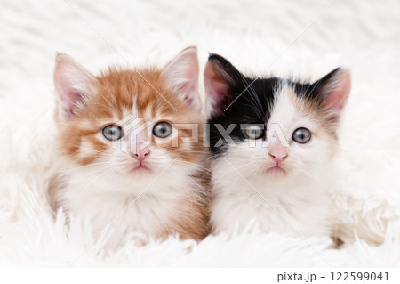 Cute red kitten on a light background Cute red kitten on a light background 122599041