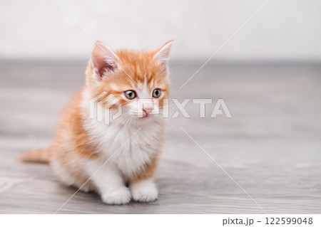 Cute white kitten on a light background Cute white kitten on a light background 122599048