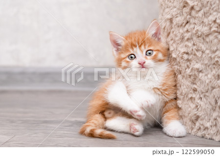 Cute white kitten on a light background 122599050