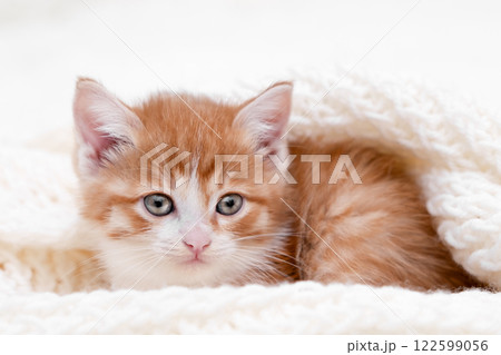 Cute white kitten on a light background 122599056