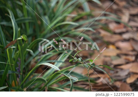 タデの花　　 122599075