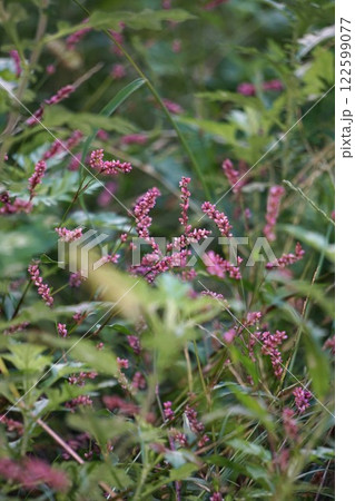 タデの花　　 122599077