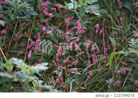 タデの花 タデの花 122599078