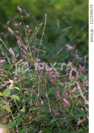 タデの花　　 122599079