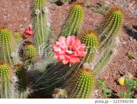 Blooming Hedgehog cactus (lat.- Echinocereus) 122599230