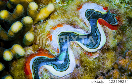 Giant Clam, Red Sea Giant Clam, Red Sea 122599284