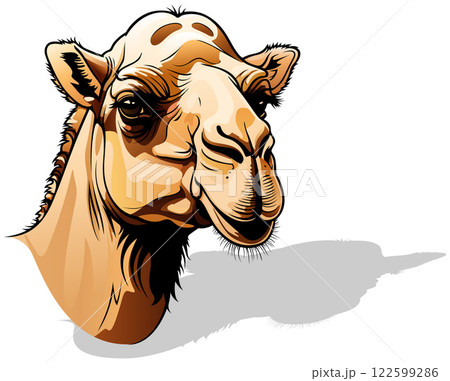 Camel Head Camel Head 122599286