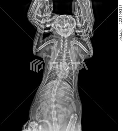 Digital X-ray of the cat. Radiological chest scan of healthy cat. Digital X-ray of the cat. Radiological chest scan of healthy cat. 122599318