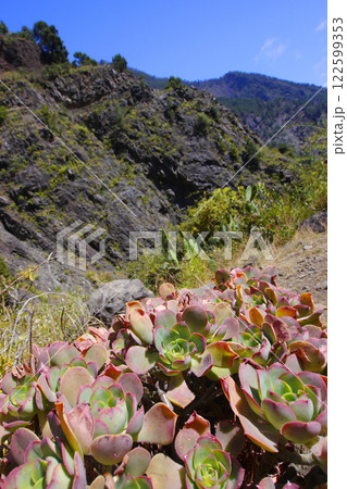 Bejeque, Caldera de Taburiente National Park, Spain 122599353