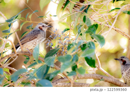 ヒヨドリの居る風景 122599360